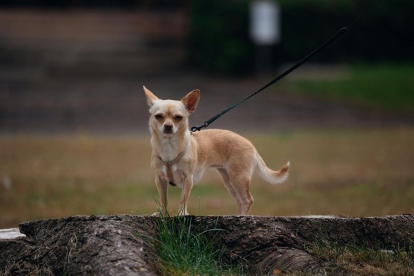 What are the key steps to creating a mouthwatering steak and kidney pie?